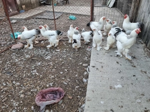 Cocosi brahma talie mare martie 2025 - imagine 7