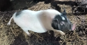 Vând porci  - imagine 2