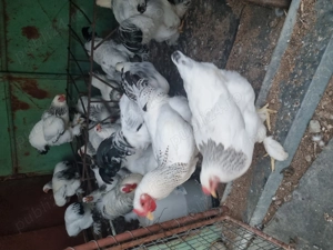 Cocosi brahma talie mare martie 2025 - imagine 6