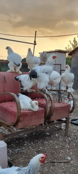 Cocosi brahma talie mare martie 2025 - imagine 2