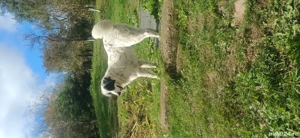 Donez caini talie mare  - imagine 3