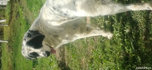 Donez caini talie mare 