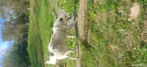 Donez caini talie mare  - imagine 2