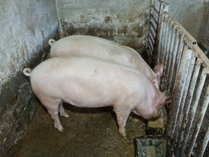 Porci 150 200si180 230 - imagine 2