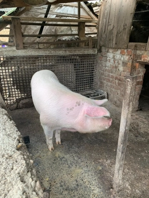 Vând 2 porci aproximativ între 130 si 160 kg. - imagine 2