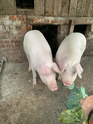 Vând 2 porci aproximativ între 130 si 160 kg. - imagine 3