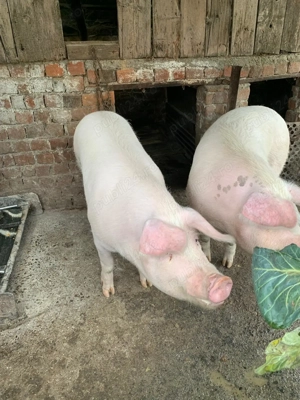 Vând 2 porci aproximativ între 130 si 160 kg.