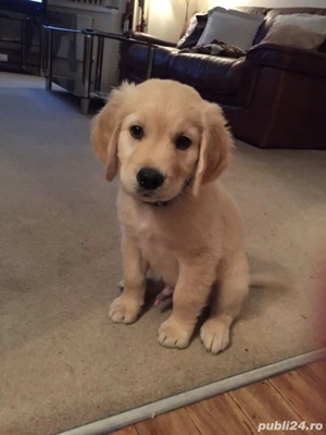 Golden retriever puiuți 