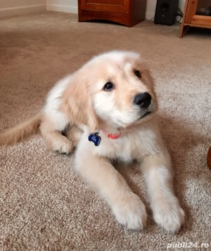 Golden retriever puiuți  - imagine 4