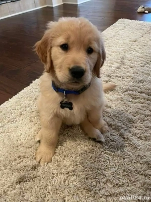 Golden retriever puiuți  - imagine 3