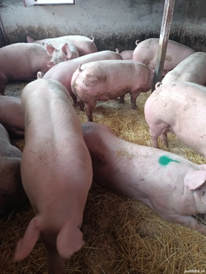 vand porci pentru Crăciun 