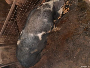 vand porci - imagine 4