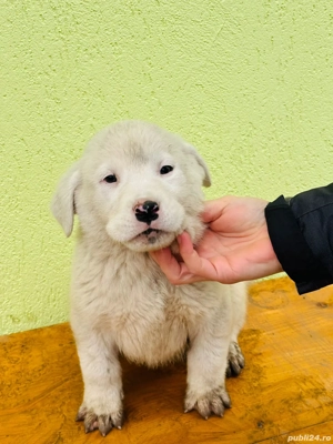 Alabai   Asia centrala cu pedigree - imagine 3