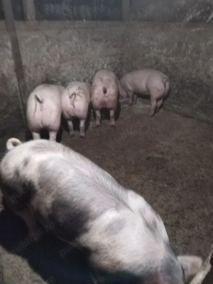 Porci și purcei de vanzare 