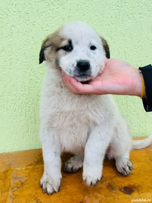 Alabai   Asia centrala cu pedigree - imagine 4