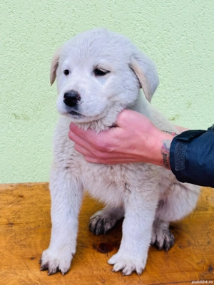 Alabai   Asia centrala cu pedigree - imagine 5