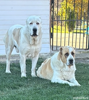 Alabai   Asia centrala cu pedigree - imagine 2