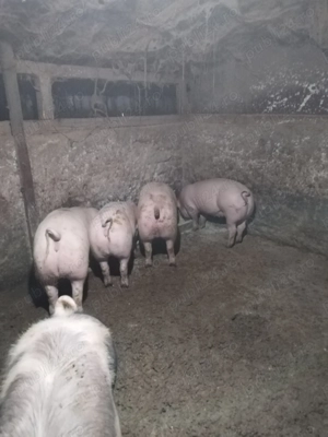 Porci și purcei de vanzare  - imagine 4