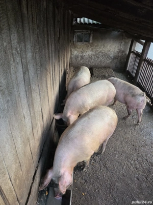 porci de vânzare - imagine 2
