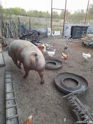vand porci - imagine 2