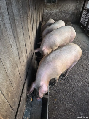 porci de vânzare - imagine 3