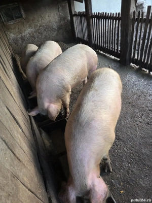 porci de vânzare - imagine 5