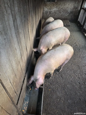 porci de vânzare - imagine 4