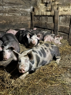 Porci Pietrean 100-130 kg, 18 lei kg