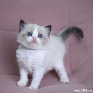 Puiut Ragdoll - imagine 3
