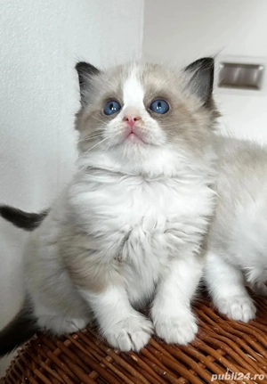 Puiut Ragdoll - imagine 4