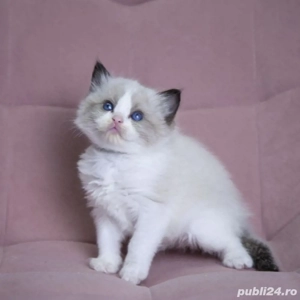 Puiut Ragdoll - imagine 2