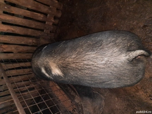 vand porci - imagine 3