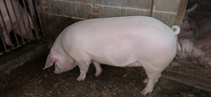 Scrofiță de vânzare 170 kg