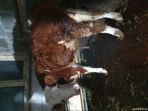 vițel  bâlțat de vanzare  - imagine 2