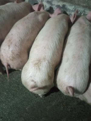 Purcei de vânzare  - imagine 5