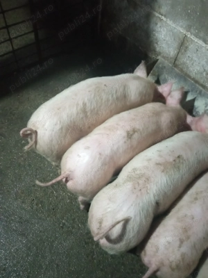 Purcei de vânzare  - imagine 2