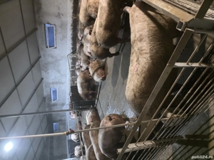 Vand Porci - imagine 5