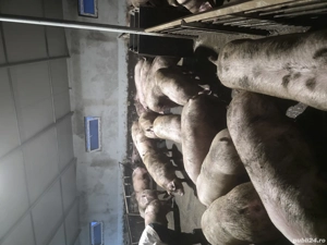 Porci si Purcei - imagine 5