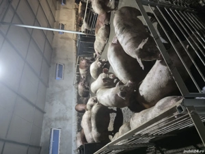 Porci si Purcei - imagine 4