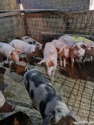 Vand porci si purcei  - imagine 5