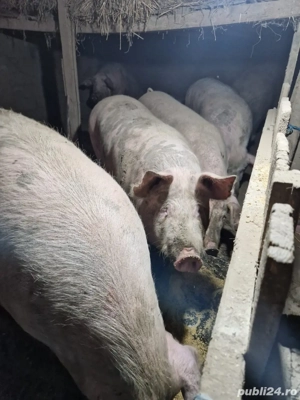 Vand porci si purcei 