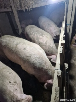 Vand porci si purcei  - imagine 3