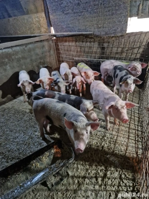 Vand porci si purcei  - imagine 4