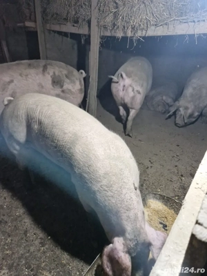 Vand porci si purcei  - imagine 2