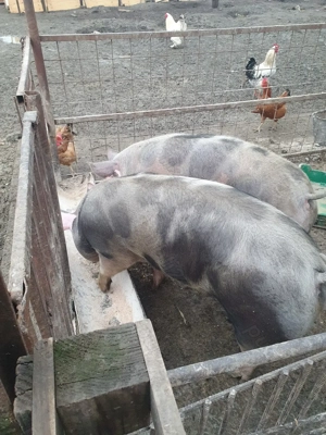 Porci de vanzare  - imagine 4