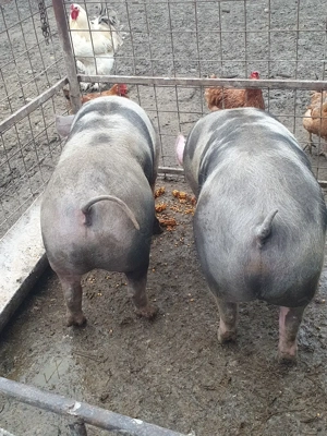 Porci de vanzare  - imagine 3