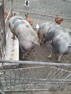 Porci de vanzare  - imagine 5