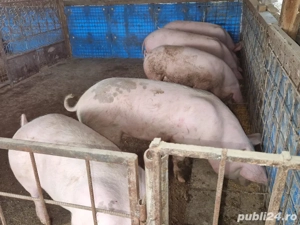 Vând porci de Crăciun  - imagine 3
