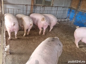 Vând porci de Crăciun  - imagine 4