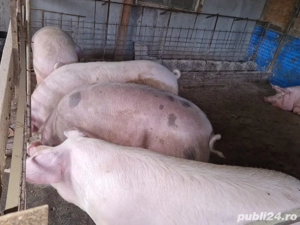 Vând porci de Crăciun 